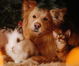 White rabbit, tan dog, mixed breed cat under a tree 