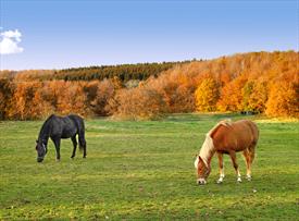 Two horses grazing on green grass with fall trees behind