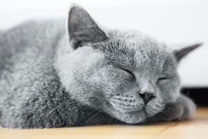 Gray cat sleeping on a wooden floor.