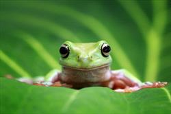 green tree frog sitting on leaf