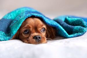 Small brown dog laying down with a blue blanket over the head.