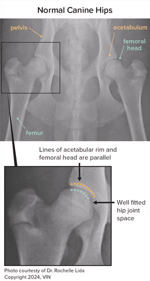 x-ray of normal canine hips