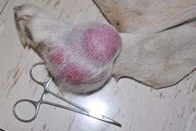 Hemangiopericytoma on lower leg of white dog- multiple large bumps of pink skin.
