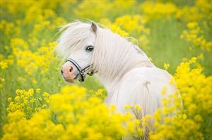 Cute white pony standing in field with yellow flowers