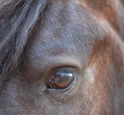 Normal horse's eye