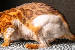 A photo image of a cat showing a nearly bald patch on stomach and left hind leg and hip 