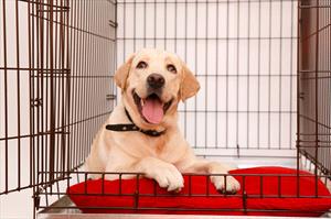 Yellow lab sitting happily in a crate with the door open
