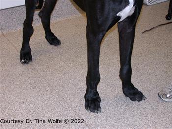 Black Great Dane with swollen ankles and toes.