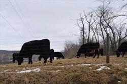 Black cows grazing on a winter pasture