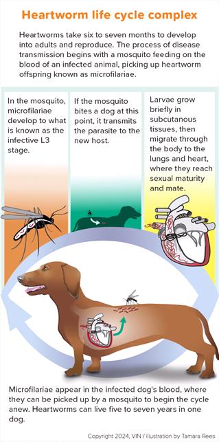 Heartworm life cycle explaining stages of heartworm disease