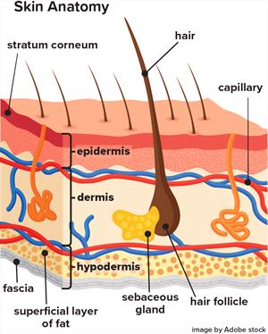 Drawing of labeled skin layers showing in various colors