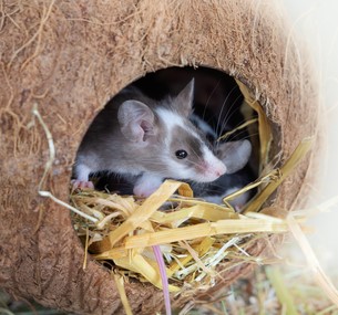 "Fancy" mice that are gray, tan, and white sitting together in a hidey house within their enclosure