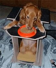 Golden retriever in Bailey Chair. 