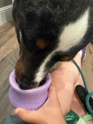 A tri-colored dog licks a treat from a small cup
