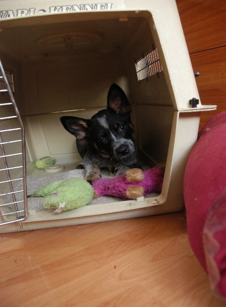 Photo image of a young dog in a carry kennel with open door