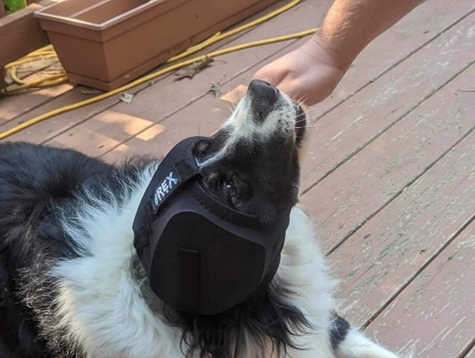 A photo image of a black and white dog receiving a treat from a handler