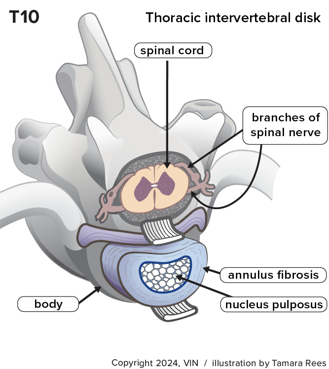 Thoracic intervertebral disc diagram 