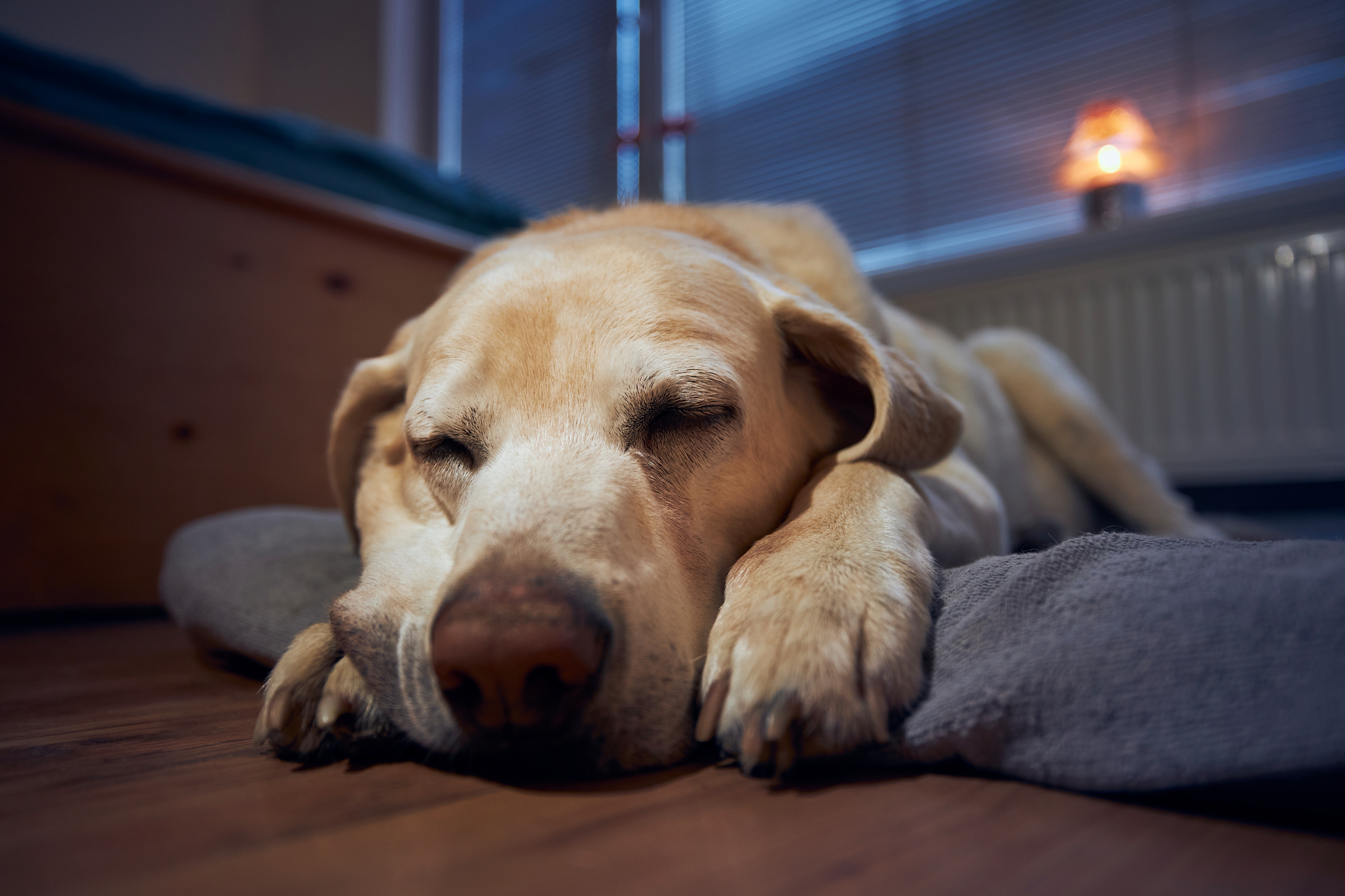  Yellow dog on grey mat with head on their paws