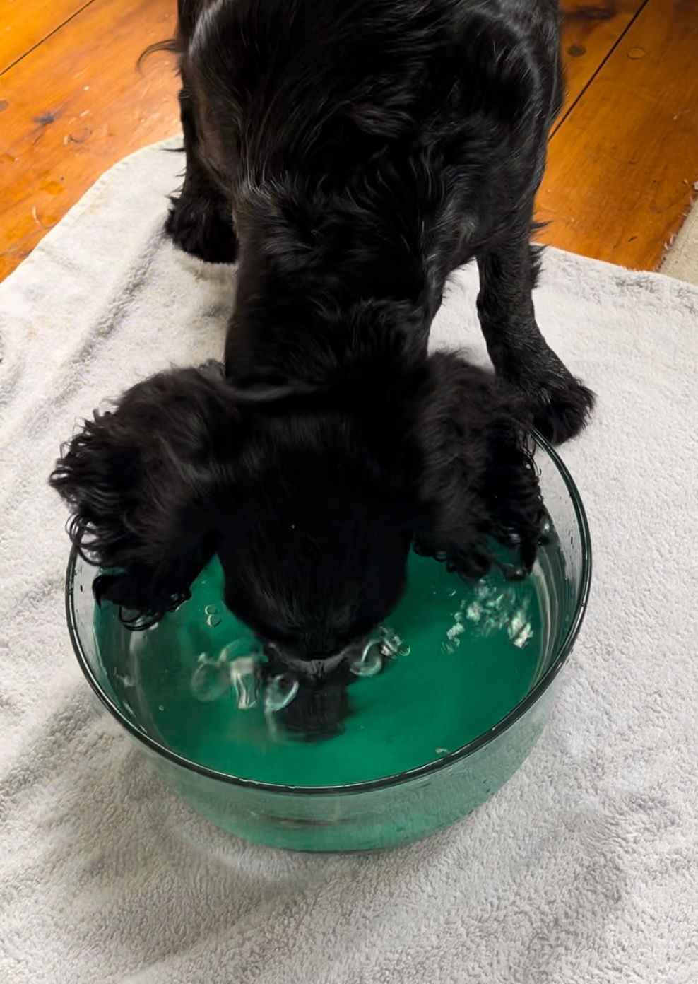 A black dog dunks his head in a bowl of water 