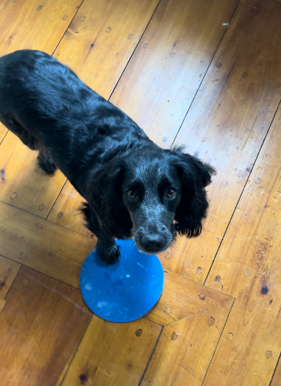 A black dog stands on a circular-shaped blue mat