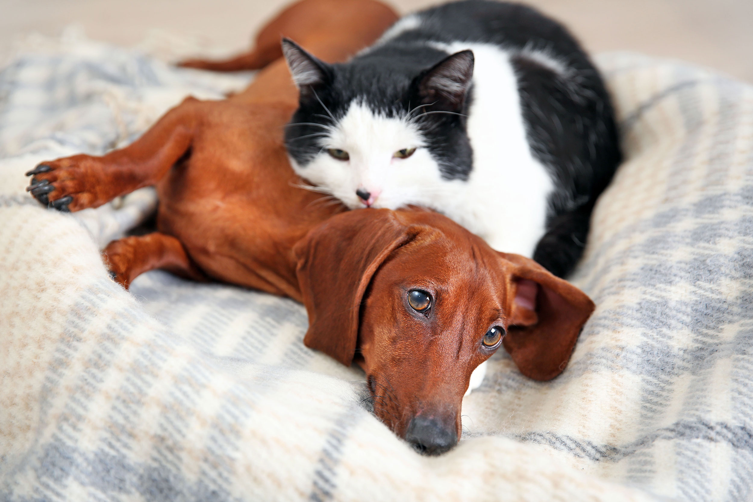 brown Dachshund and black and white cat cuddling together on a couch