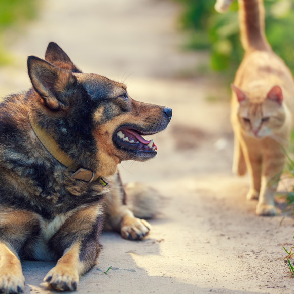 German Shepherd and orange tabby cat in a yard or patio area