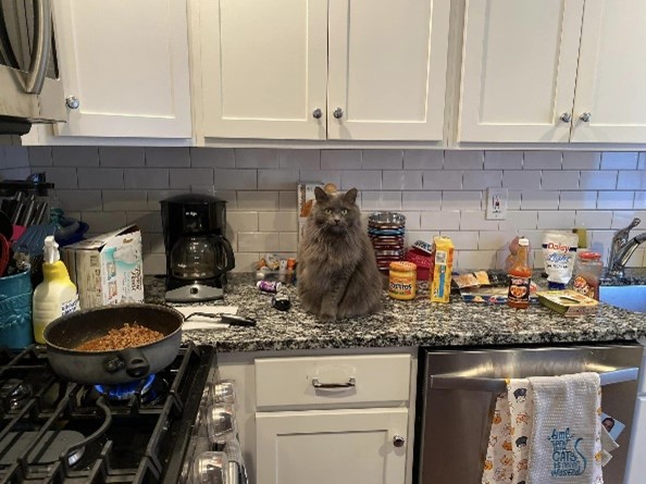 Photo of a grey cat on kitchen counter