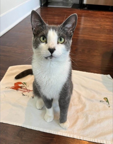 Grey and white kitty sitting on a mat placed on the floor