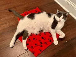 Grey and white kitty on an orange mat