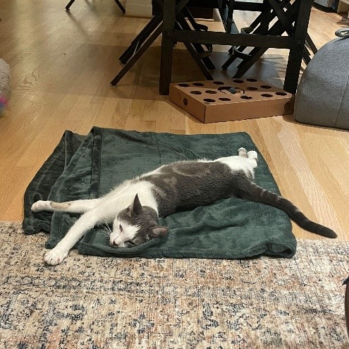 White and grey kitty on a green blanket on the floor