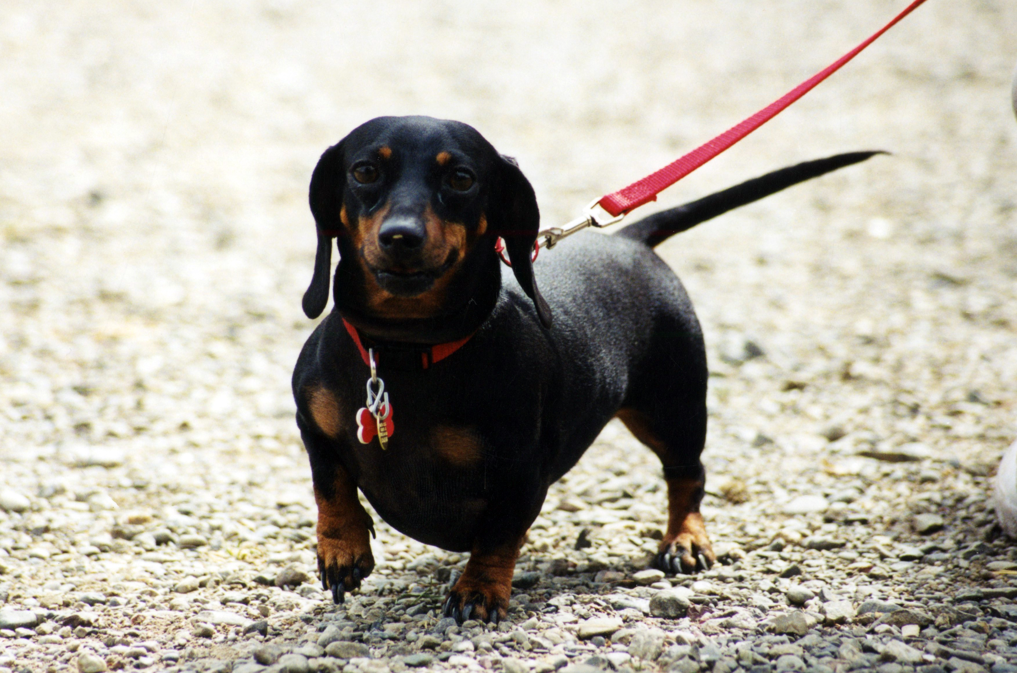 Photo of a black and tan doxie dog