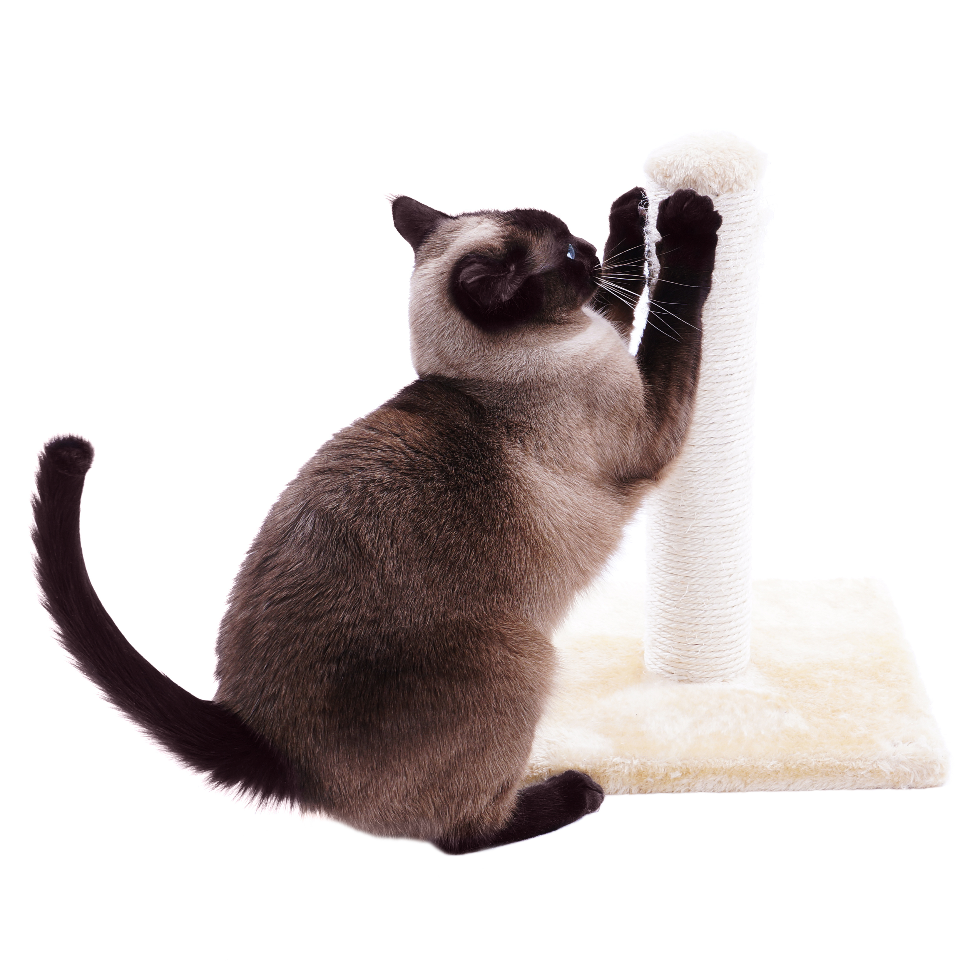 Siamese cat using a scratching post