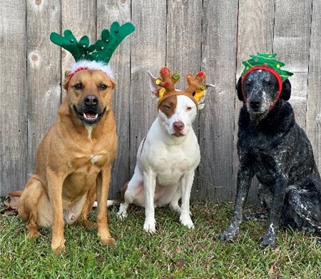 Photo of three black dogs, each wearing holiday hats