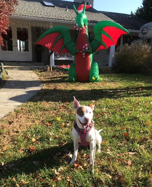 White and brown dog on lawn in front of inflated Halloween lawn decoration