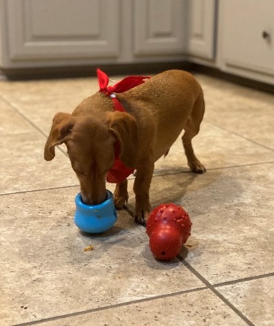 Brown weiner dog with red ribbon eats from a blue bowl placed on the floor