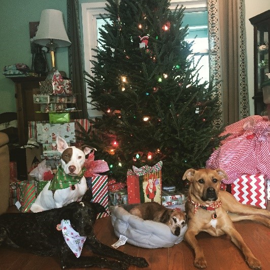 Photo of a Christmas tree with wrapped gifts and three dogs wearing bandanas resting beneath resting