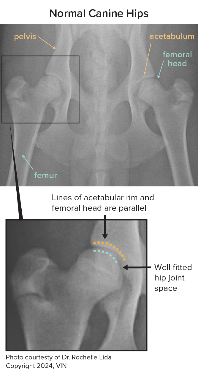 X-rays of normal canine hips