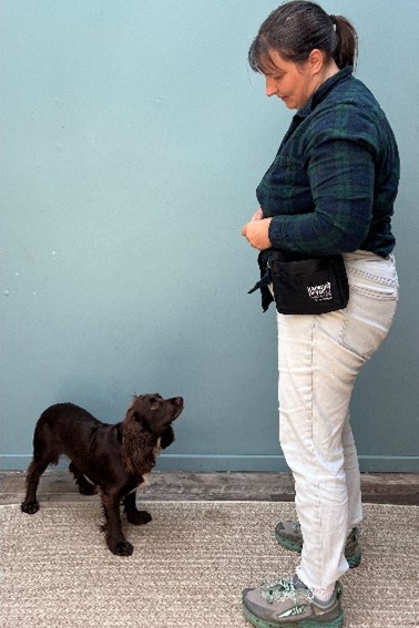 A black cocker spaniel waits patiently and looks up at their caretaker