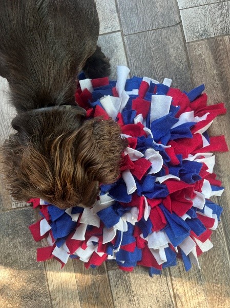 Brown dog plays with a red white and blue toy