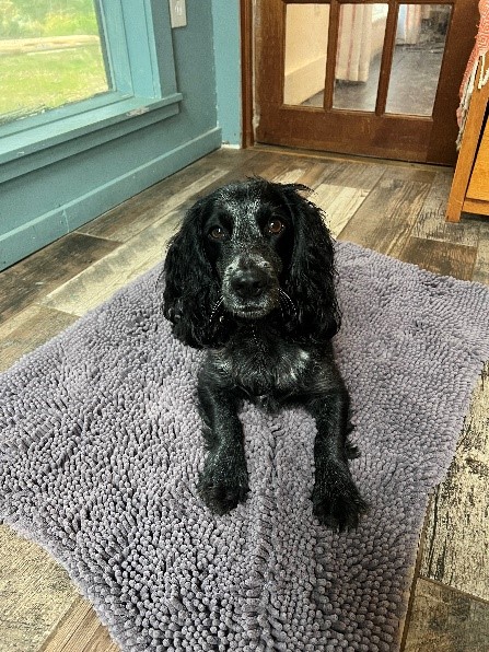 Photo image of a black and grey dog siting on a mat
