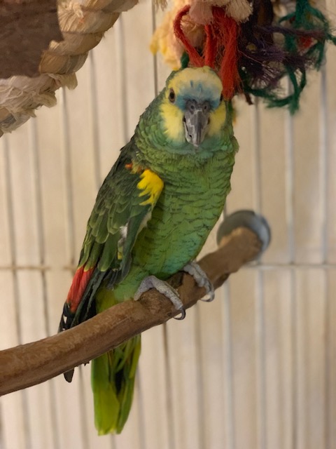 Photo image of a green, yellow, blue and red parrot