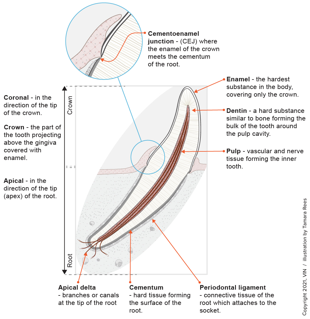 tooth anatomy diagram with various terms