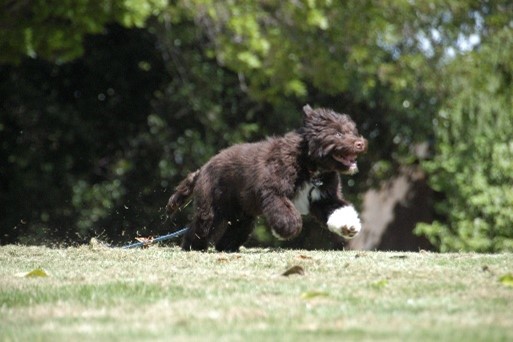 Photo image of a black and white dog playing on green grass