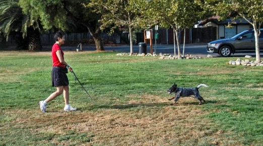Photo image of Dr. Sophia Yin playing with a grey-an-white dog on green grass