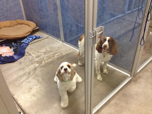 Photo image of two springer spaniels in a clean and bright run