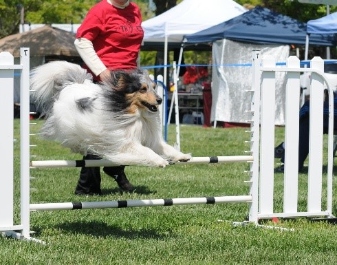 Photo image of a collie and handler taking a hurdle