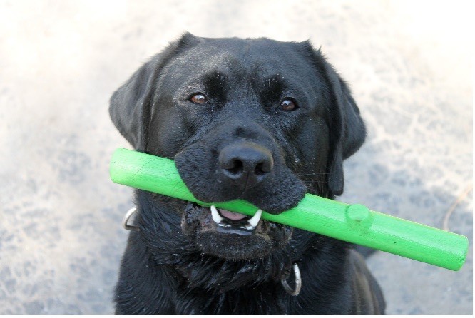 Photo image of a black lab holding a green fetch stick 