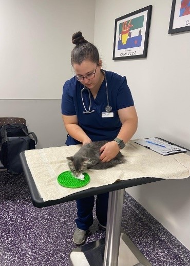 A veterinarian examines a grey kitty on an exam table 