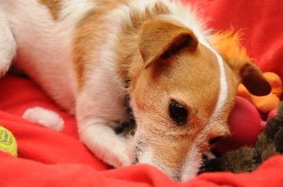 Jack Russell snuggles in an orange blanket 
