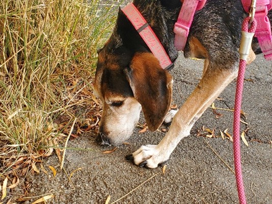 A brown and white dog sniffing the long grass